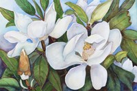 Magnolia with Blue Sky Fine Art Print
