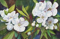 Pear Blossoms Fine Art Print