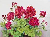 Red Geraniums Fine Art Print