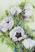 White Poppies Fine Art Print