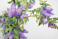 Lavender Lilacs Fine Art Print