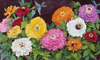 Zinnias in Many Colors Fine Art Print