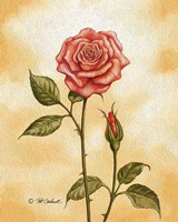 Rose on Peach Fine Art Print