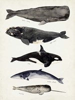 Whale Chart I Fine Art Print