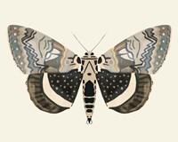 Neutral Moth I Framed Print