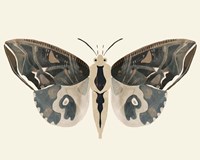 Neutral Moth II Framed Print