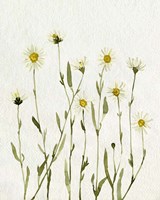 White Antique Daisies II Fine Art Print