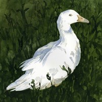 Lone Duck I Fine Art Print