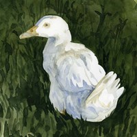 Lone Duck II Fine Art Print