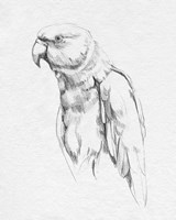 Parrot Portrait I Fine Art Print