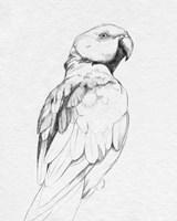 Parrot Portrait II Fine Art Print