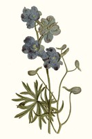 Soft Blue Botanicals V Fine Art Print