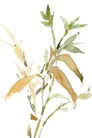 Stems I Fine Art Print