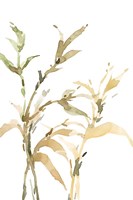 Stems II Fine Art Print