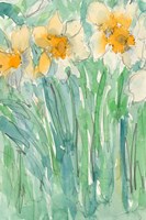 Daffodils Stems I Fine Art Print