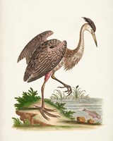 Antique Heron & Cranes III Fine Art Print