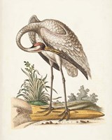 Antique Heron & Cranes IV Fine Art Print