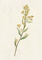 Delicate Yellow I Fine Art Print