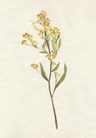 Delicate Yellow II Fine Art Print