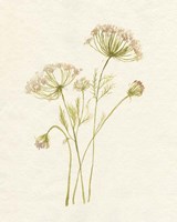 Blush Lace I Framed Print