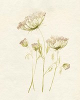 Blush Lace II Framed Print