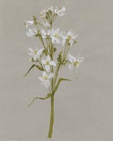 White Field Flowers I Fine Art Print