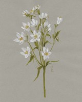 White Field Flowers II Fine Art Print