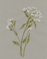 White Field Flowers III Fine Art Print