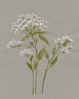 White Field Flowers IV Fine Art Print