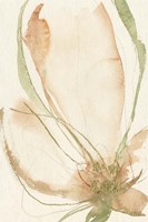 Petal Sketches I Framed Print