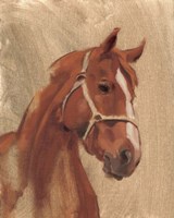 Thoroughbred II Fine Art Print