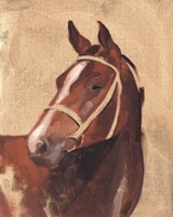 Thoroughbred III Fine Art Print