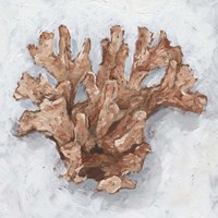 Coral Display I Fine Art Print