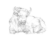 Bison Contour Sketch II Fine Art Print