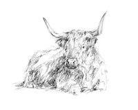 Highland Cattle Sketch I Fine Art Print