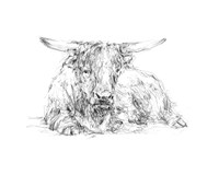 Highland Cattle Sketch II Fine Art Print