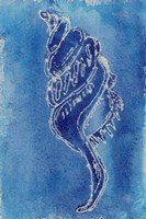 Cerulean Shells IV Fine Art Print