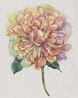 Multicolor Floral I Framed Print