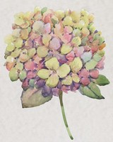 Multicolor Floral II Framed Print