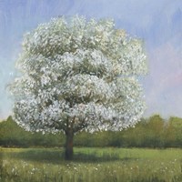 Spring Blossom Tree I Framed Print