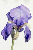 Iris in Bloom I Framed Print
