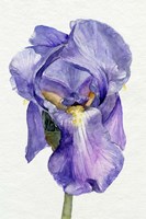 Iris in Bloom II Fine Art Print