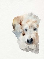 Scruffy Puppy I Fine Art Print