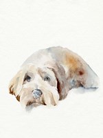 Scruffy Puppy II Fine Art Print