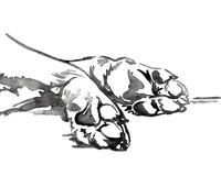 Linear Paws I Fine Art Print