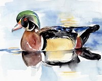 Watercolor Woodduck I Fine Art Print