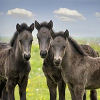 Collection of Horses IX Fine Art Print