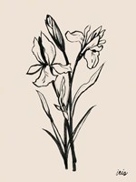 Iris Sketch I Fine Art Print