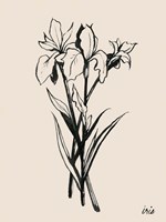 Iris Sketch II Fine Art Print