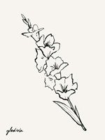 Gladiola Sketch I Fine Art Print